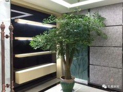 老話說：客廳見樹，不發(fā)也富，養(yǎng)這5種樹不僅好看，寓意還好