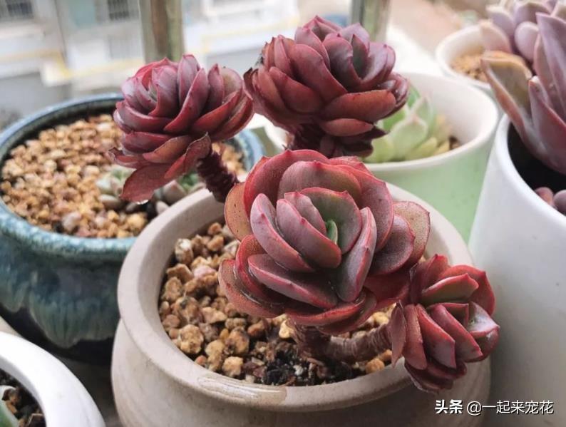 多肉上盆水澆多了怎么辦_網(wǎng)購多肉上盆后幾天澆水_多肉上盆澆水后一直下雨