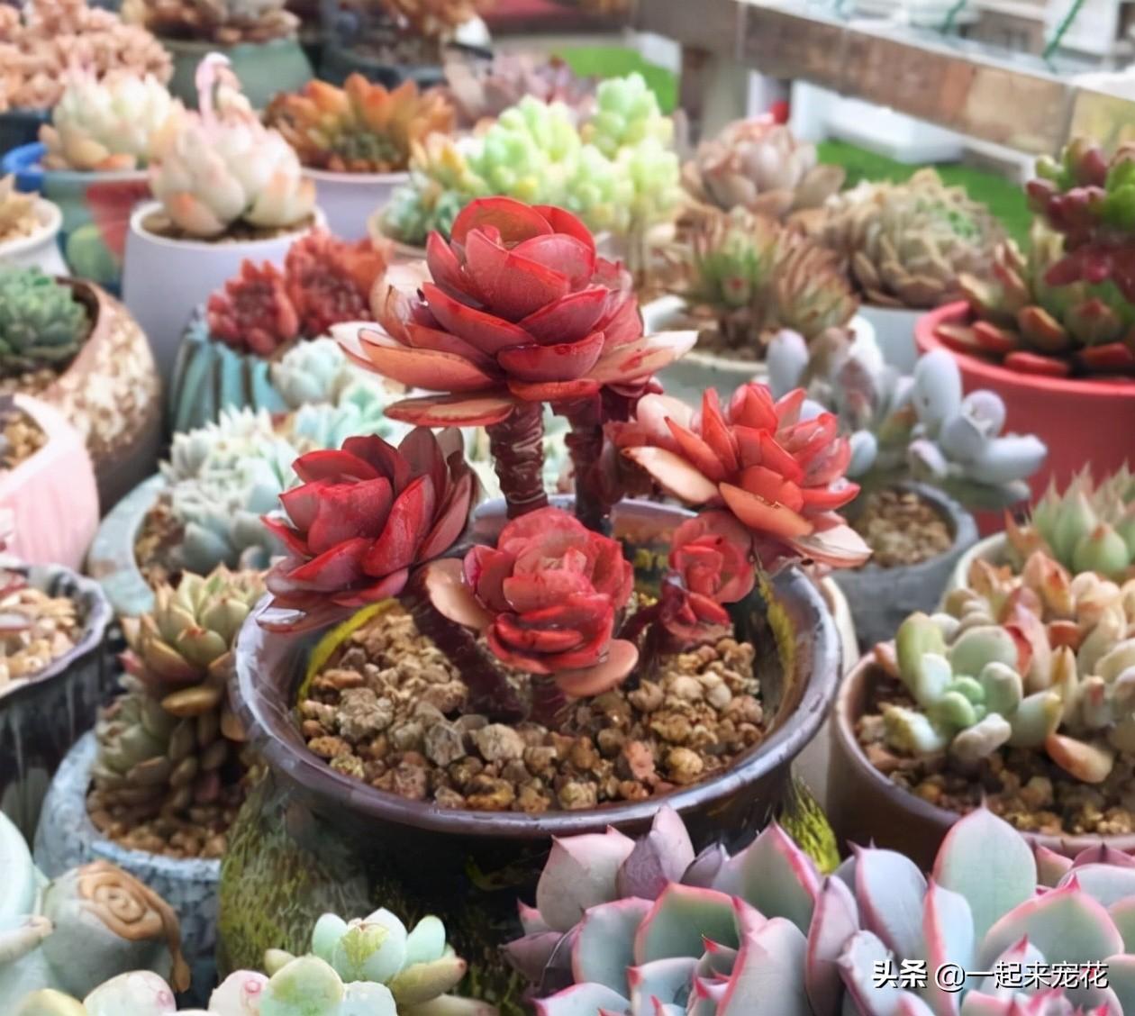 多肉上盆水澆多了怎么辦_網(wǎng)購多肉上盆后幾天澆水_多肉上盆澆水后一直下雨