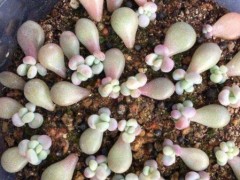 新手葉插多肉植物，了解掌握5個(gè)要點(diǎn)，成活率高，一盆輕松變多盆