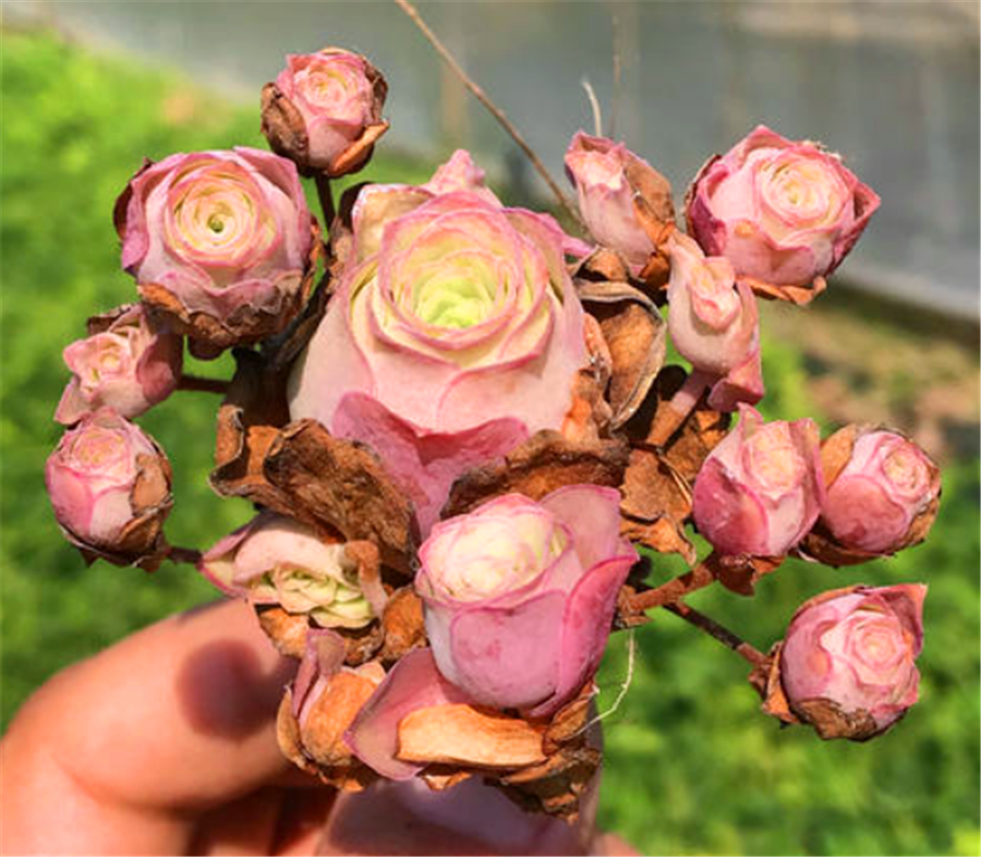 多肉植物雞蛋玫瑰_雞蛋玫瑰多肉怎么養(yǎng)_雞蛋玫瑰養(yǎng)多肉好嗎