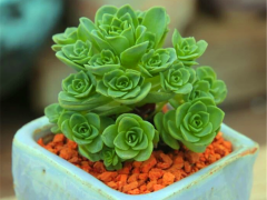 秋天最適合入手上盆山地玫瑰，牢記6要點，根強葉壯，夏天變玫瑰