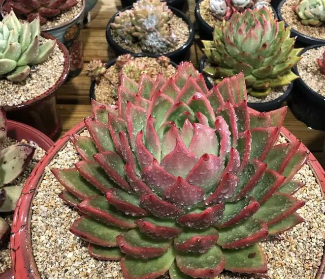 超大巨型多肉_巨型多肉植物_巨型多肉怎么養(yǎng)