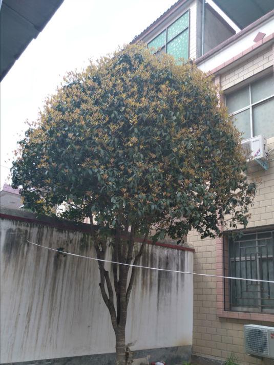 綠植養(yǎng)家里有什么作用_養(yǎng)綠植給身心帶來的好處_家里養(yǎng)什么綠植對身體好