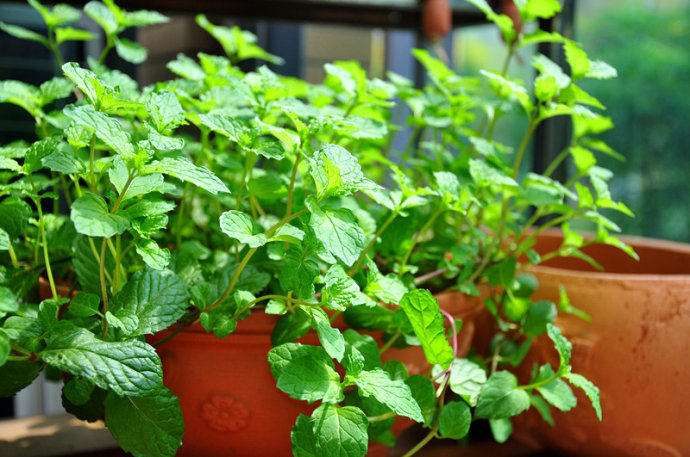 綠植養(yǎng)家里有什么作用_家里養(yǎng)什么綠植對身體好_養(yǎng)綠植給身心帶來的好處