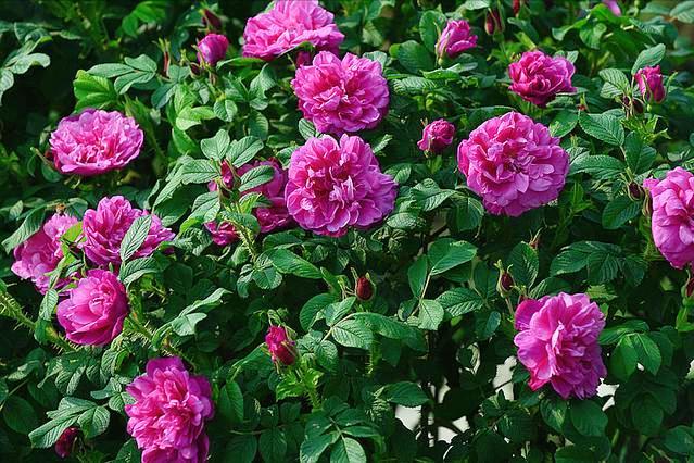 綠植養(yǎng)家里有什么作用_家里養(yǎng)什么綠植對身體好_養(yǎng)綠植給身心帶來的好處