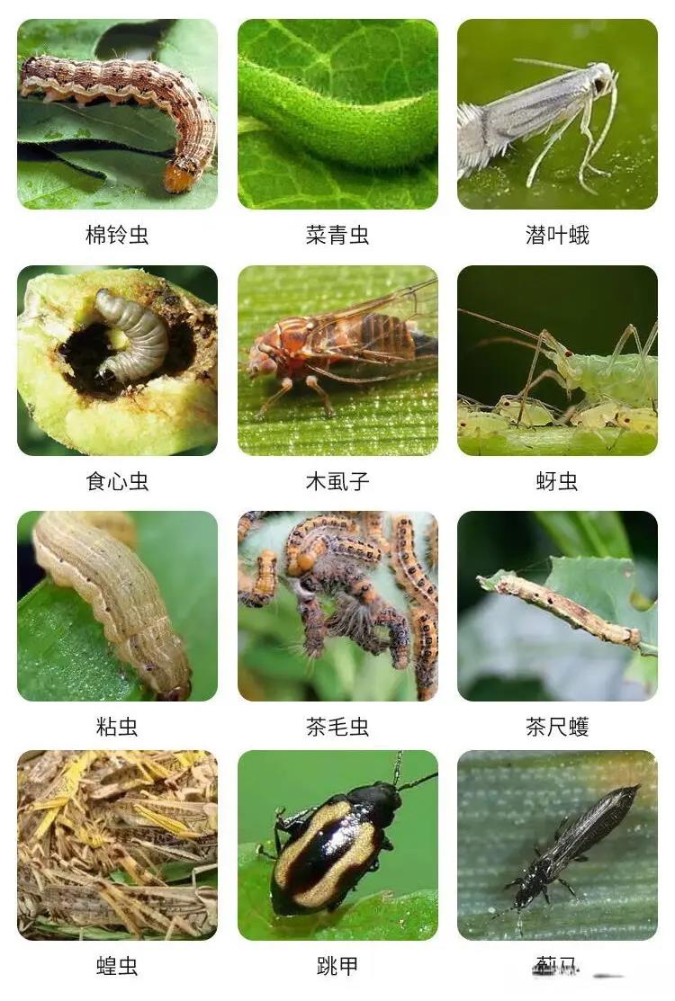 農(nóng)藥殺蟲有因果報(bào)應(yīng)嗎_殺蟲農(nóng)藥有哪些_農(nóng)藥殺蟲有哪些藥