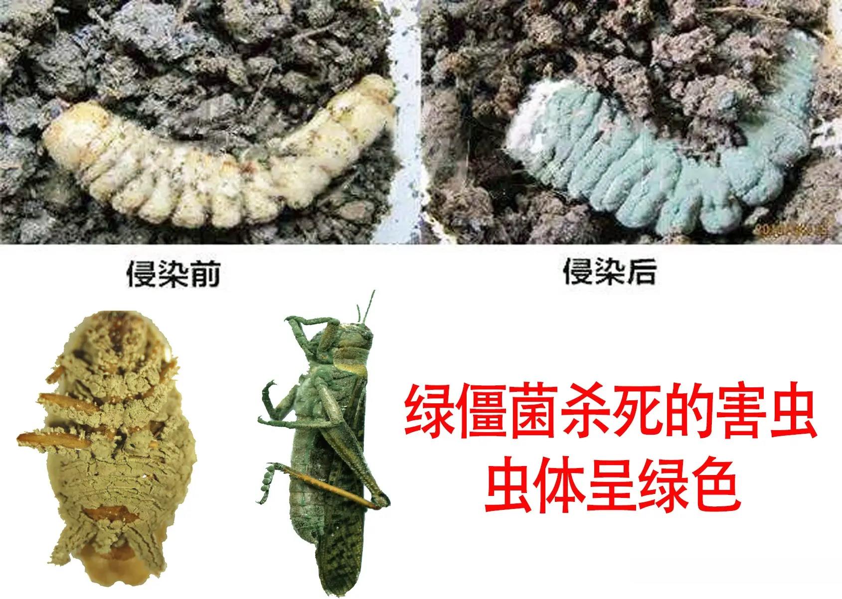 殺蟲農(nóng)藥有哪些_農(nóng)藥殺蟲有因果報(bào)應(yīng)嗎_農(nóng)藥殺蟲有哪些藥