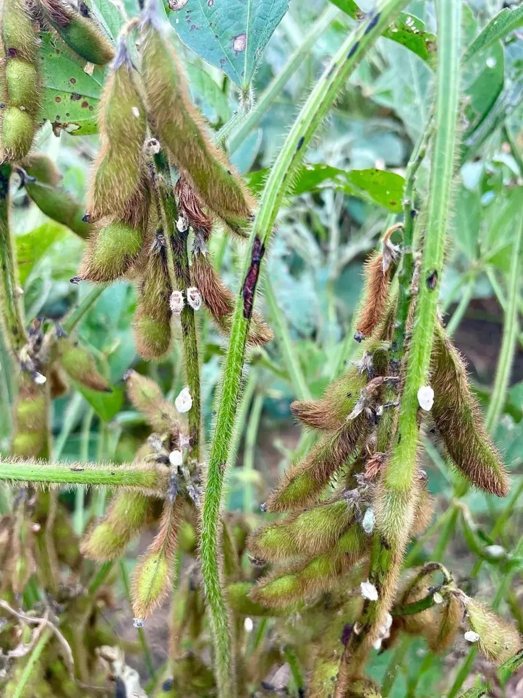 農(nóng)藥殺蟲有哪些藥_農(nóng)藥殺蟲有因果報(bào)應(yīng)嗎_殺蟲農(nóng)藥有哪些