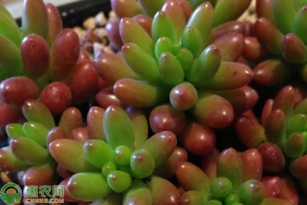 最好養(yǎng)好看的多肉_多肉好看又好養(yǎng)的品種_好看養(yǎng)品種多肉好不好養(yǎng)