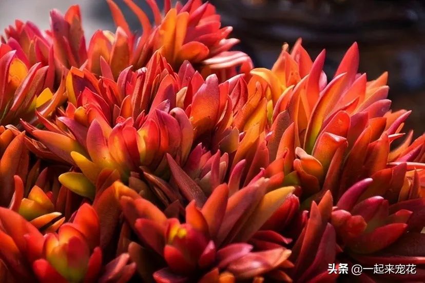 多肉火祭的寓意_火祭多肉好養(yǎng)嗎_多肉火祭風(fēng)水?dāng)[放禁忌