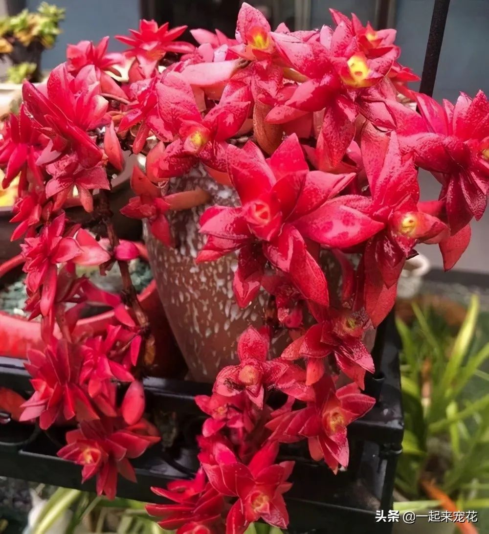 多肉火祭風(fēng)水?dāng)[放禁忌_火祭多肉好養(yǎng)嗎_多肉火祭的寓意