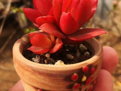 春天養(yǎng)多肉火祭，簡單“三步走”，葉子紅艷似火苗，誰見了都夸美