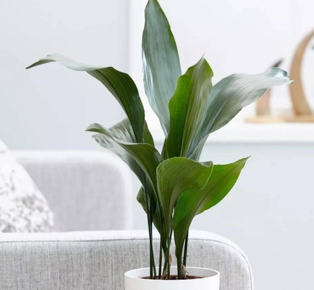 屋里凈化空氣綠植會死嗎_屋里凈化空氣綠植_凈化室內(nèi)空氣綠植