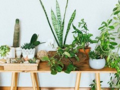 “室內(nèi)空氣不新鮮，擺放5種漂亮植物，清新又健康”