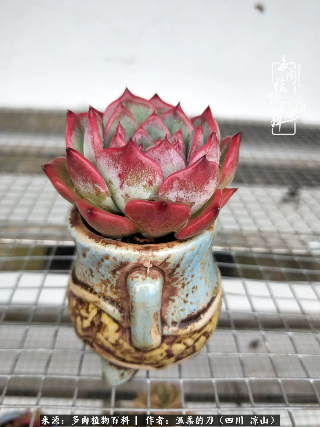 灰姑娘多肉好養(yǎng)嗎_多肉灰姑娘耐寒嗎_多肉灰姑娘怎么護(hù)養(yǎng)