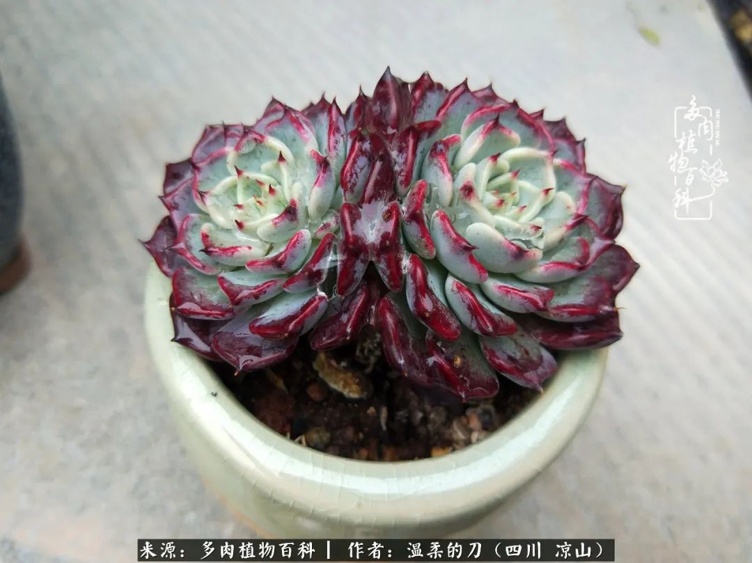 灰姑娘多肉好養(yǎng)嗎_多肉灰姑娘怎么護(hù)養(yǎng)_多肉灰姑娘耐寒嗎