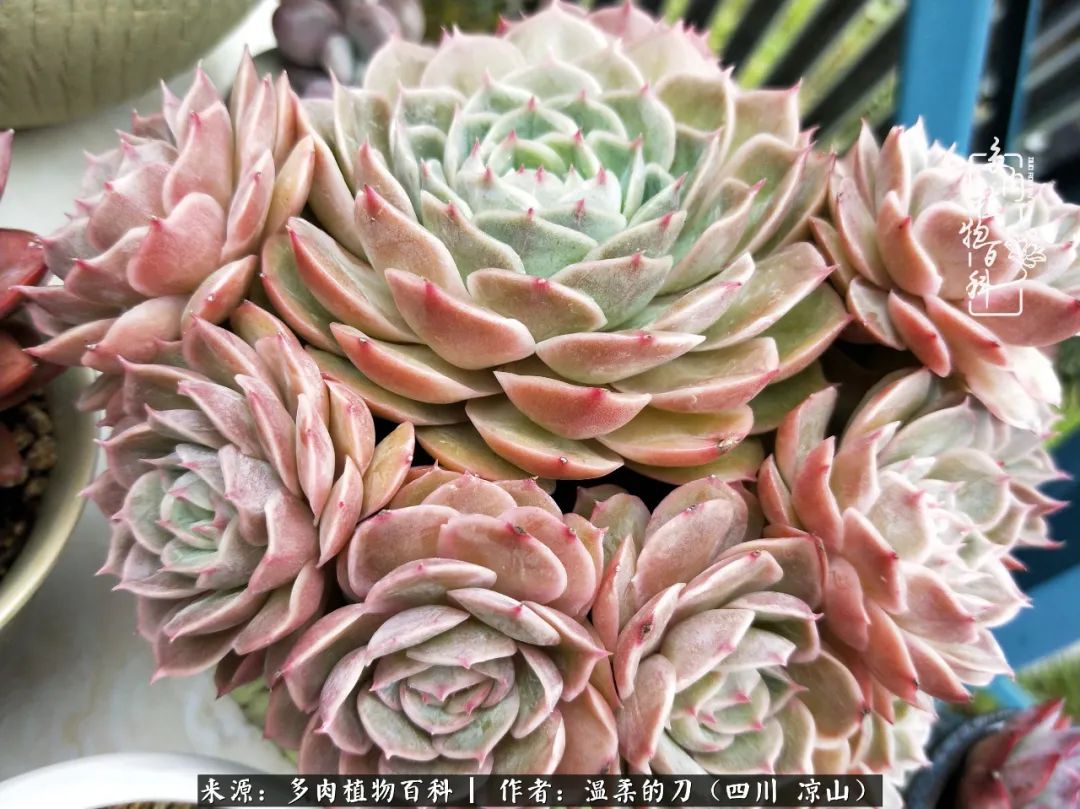 多肉灰姑娘耐寒嗎_灰姑娘多肉好養(yǎng)嗎_多肉灰姑娘怎么護(hù)養(yǎng)