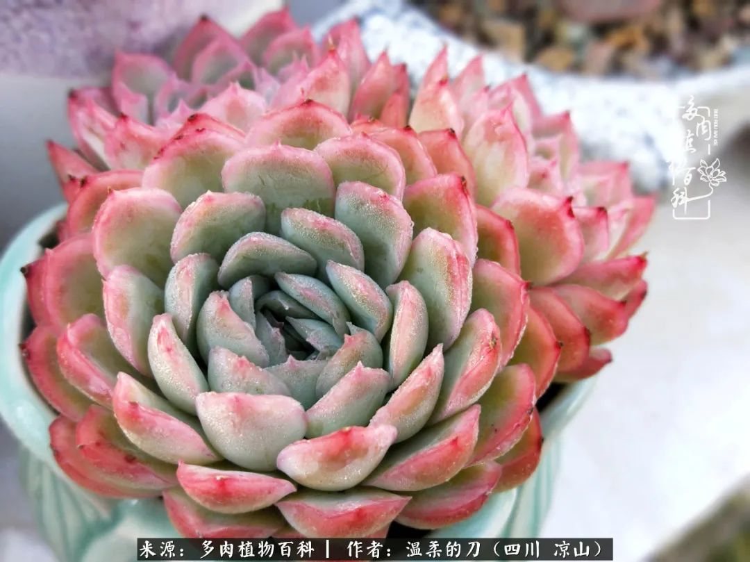 多肉灰姑娘耐寒嗎_多肉灰姑娘怎么護(hù)養(yǎng)_灰姑娘多肉好養(yǎng)嗎