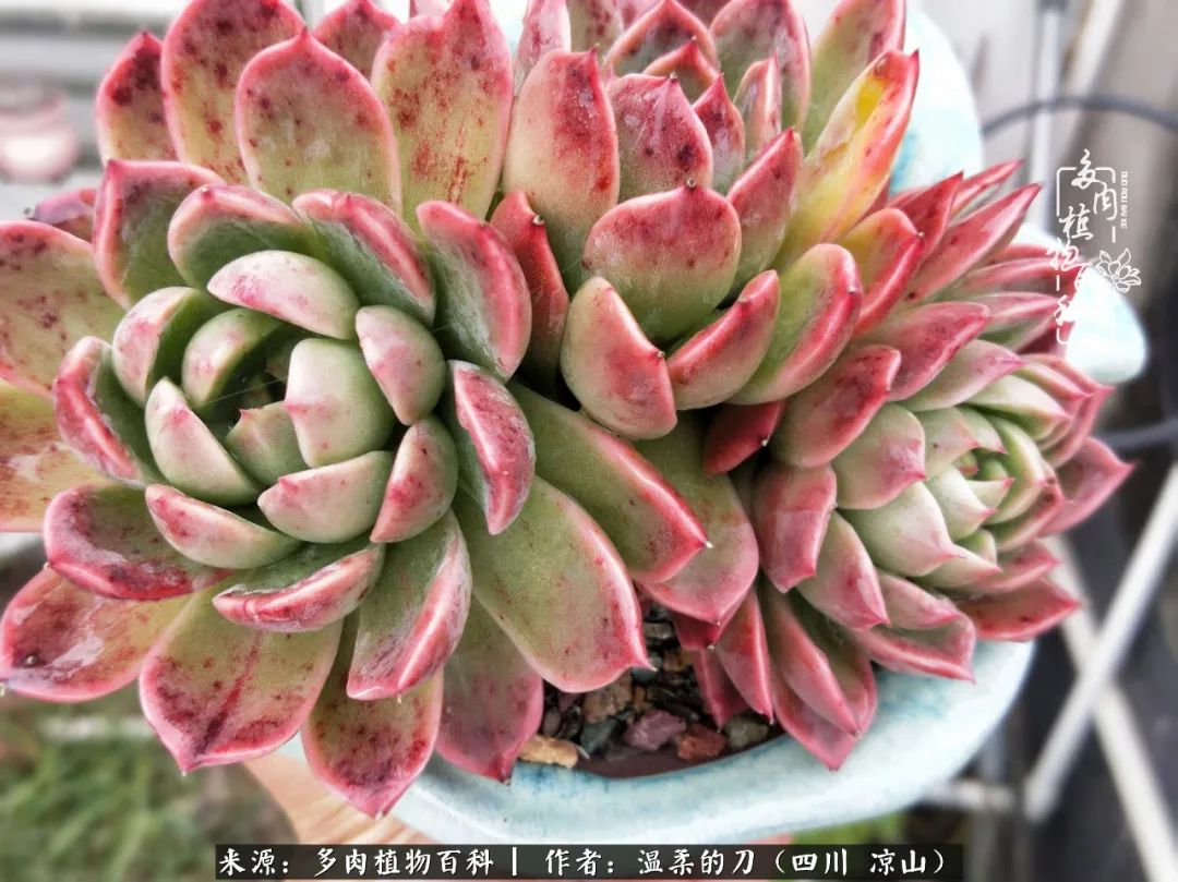 多肉灰姑娘怎么護(hù)養(yǎng)_多肉灰姑娘耐寒嗎_灰姑娘多肉好養(yǎng)嗎