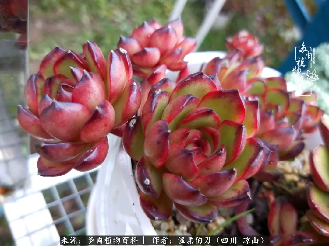 多肉灰姑娘耐寒嗎_多肉灰姑娘怎么護(hù)養(yǎng)_灰姑娘多肉好養(yǎng)嗎