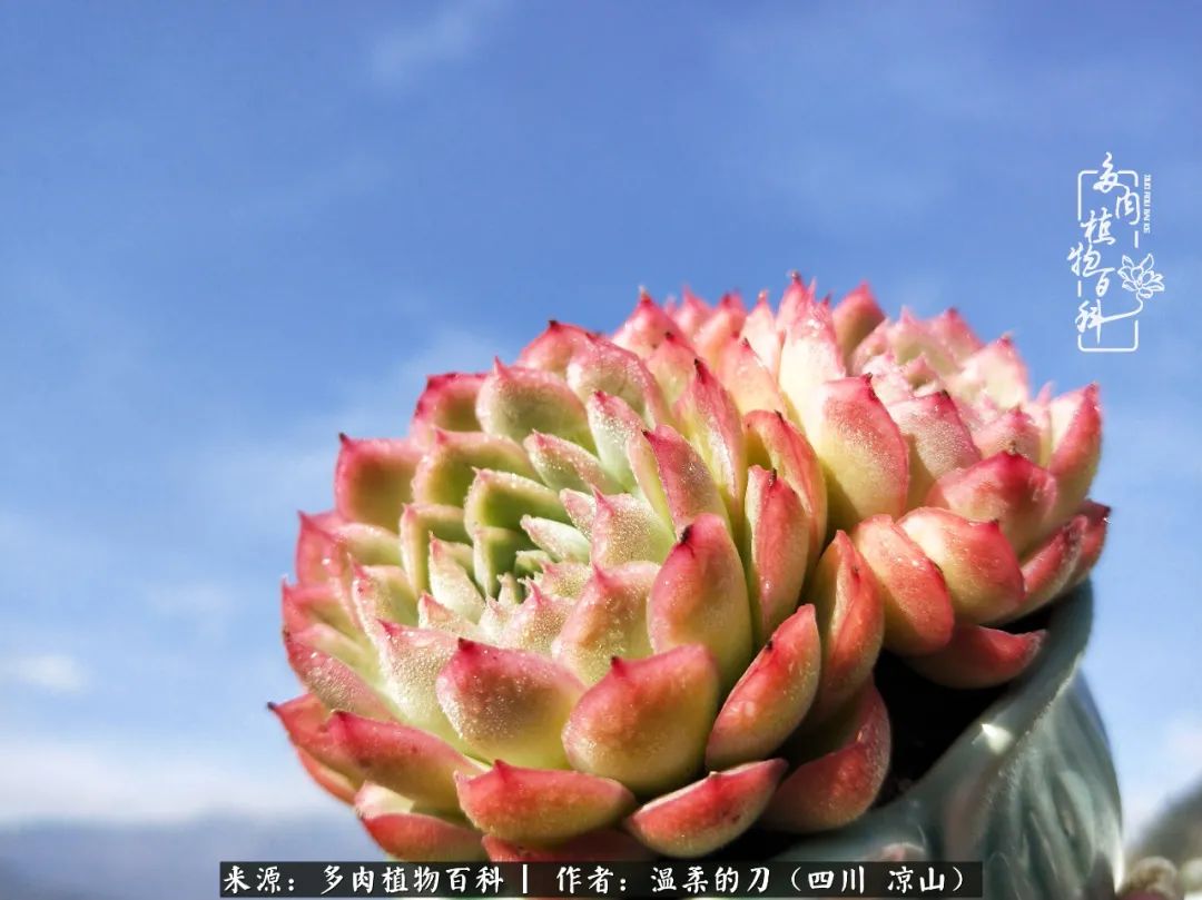 灰姑娘多肉好養(yǎng)嗎_多肉灰姑娘耐寒嗎_多肉灰姑娘怎么護(hù)養(yǎng)