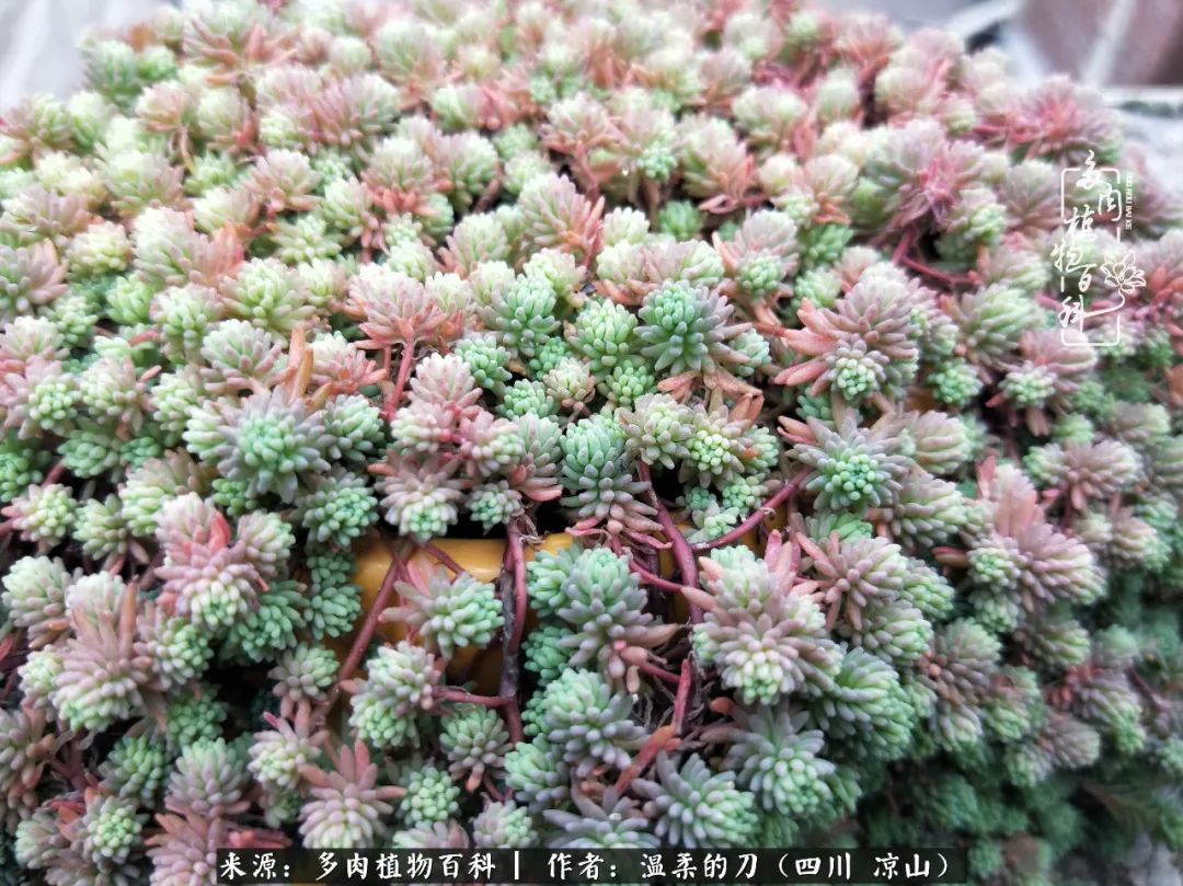 多肉灰姑娘耐寒嗎_多肉灰姑娘怎么護(hù)養(yǎng)_灰姑娘多肉好養(yǎng)嗎