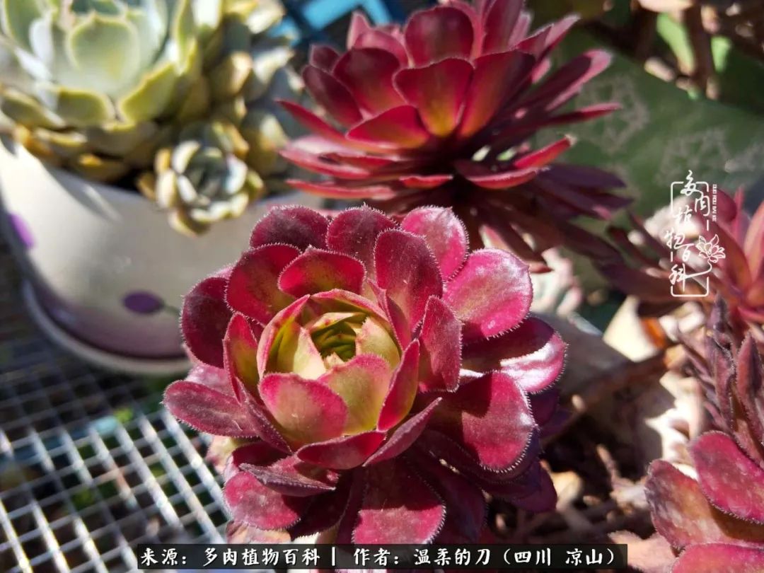 多肉灰姑娘耐寒嗎_灰姑娘多肉好養(yǎng)嗎_多肉灰姑娘怎么護(hù)養(yǎng)