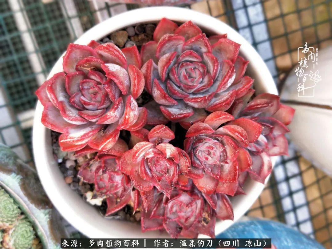 灰姑娘多肉好養(yǎng)嗎_多肉灰姑娘怎么護(hù)養(yǎng)_多肉灰姑娘耐寒嗎