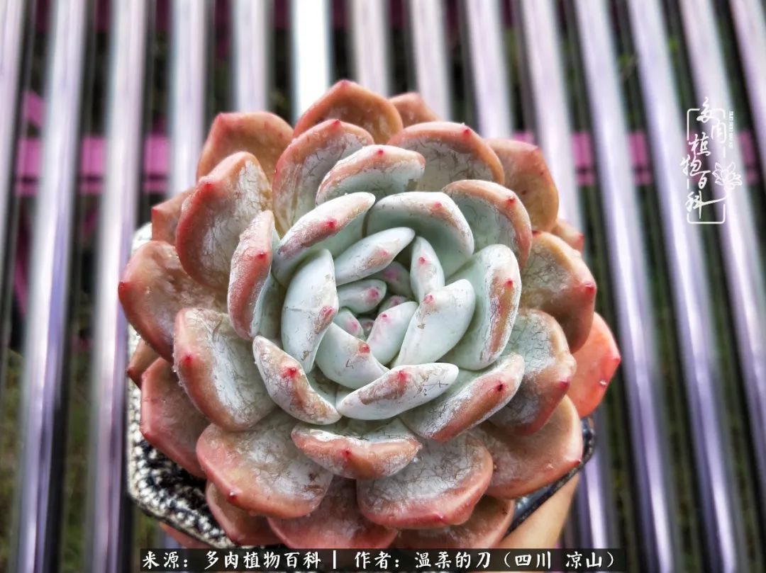 灰姑娘多肉好養(yǎng)嗎_多肉灰姑娘怎么護(hù)養(yǎng)_多肉灰姑娘耐寒嗎