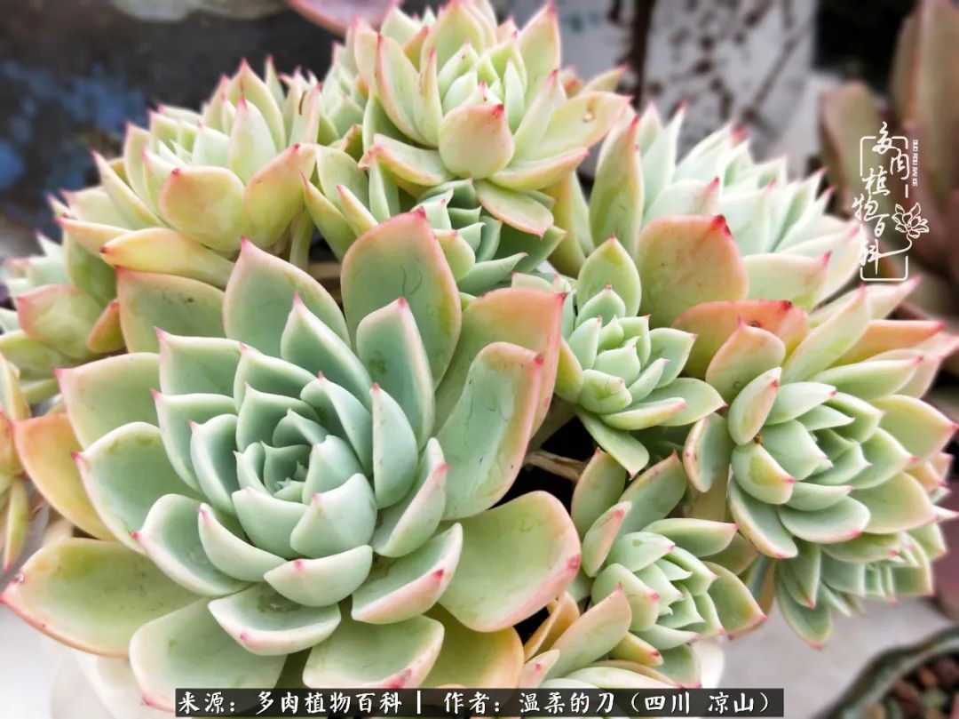 多肉灰姑娘耐寒嗎_多肉灰姑娘怎么護(hù)養(yǎng)_灰姑娘多肉好養(yǎng)嗎