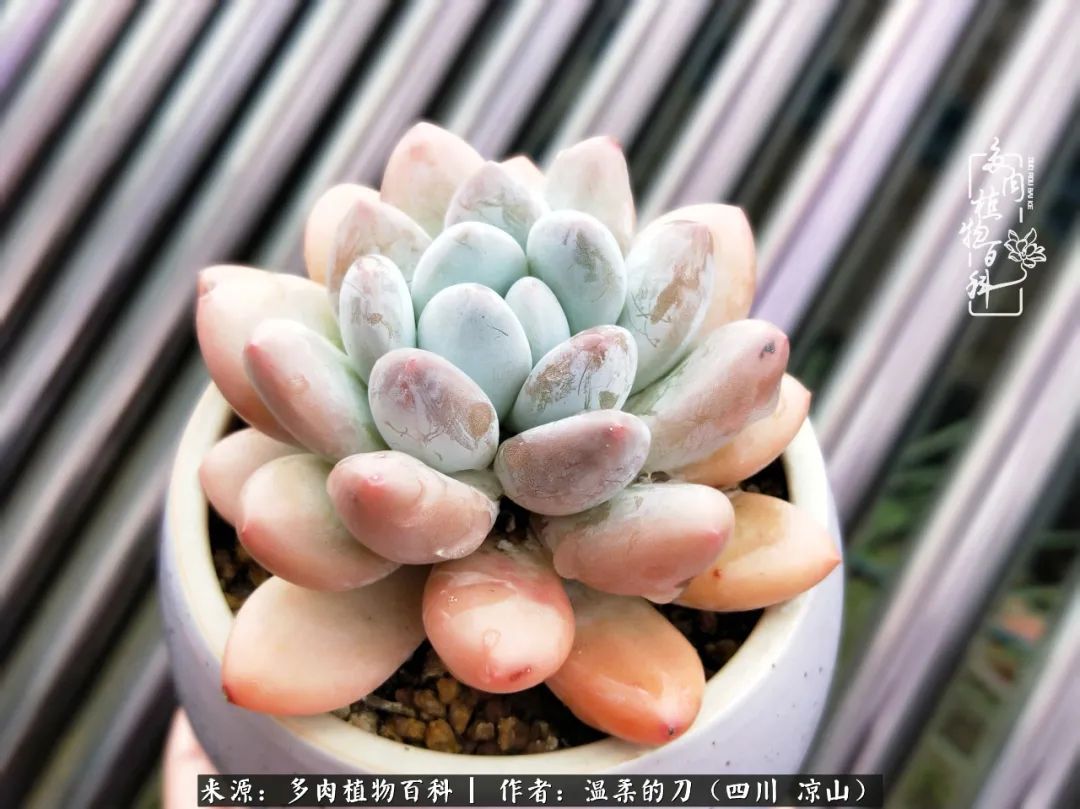 灰姑娘多肉好養(yǎng)嗎_多肉灰姑娘耐寒嗎_多肉灰姑娘怎么護(hù)養(yǎng)