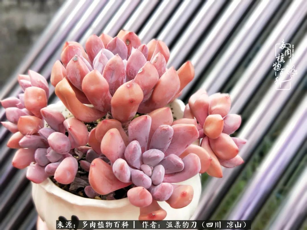 多肉灰姑娘怎么護(hù)養(yǎng)_多肉灰姑娘耐寒嗎_灰姑娘多肉好養(yǎng)嗎