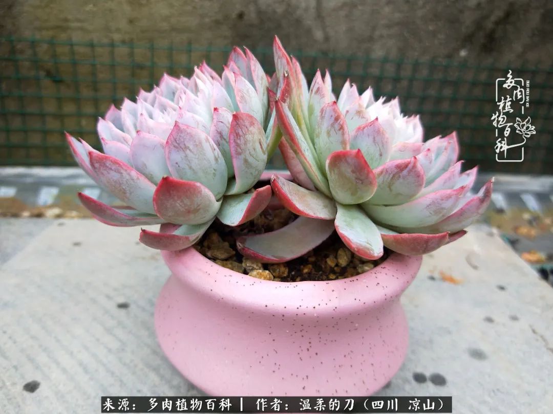 多肉灰姑娘耐寒嗎_灰姑娘多肉好養(yǎng)嗎_多肉灰姑娘怎么護(hù)養(yǎng)