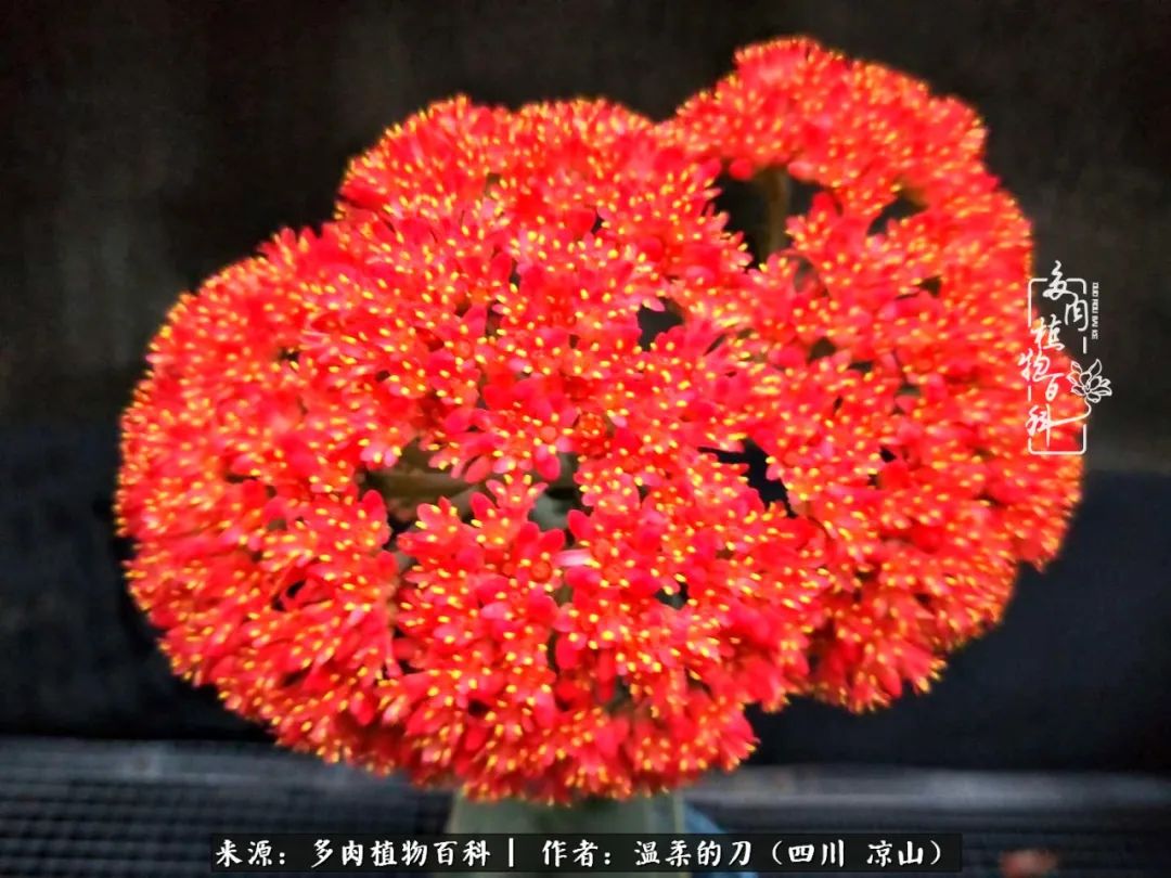 多肉灰姑娘怎么護(hù)養(yǎng)_灰姑娘多肉好養(yǎng)嗎_多肉灰姑娘耐寒嗎