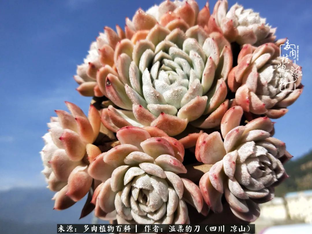 多肉灰姑娘怎么護(hù)養(yǎng)_灰姑娘多肉好養(yǎng)嗎_多肉灰姑娘耐寒嗎