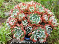 “多肉相伴，歲月生香，愿現(xiàn)世安穩(wěn)，許四季花開”