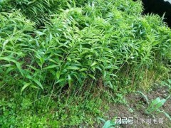 “農(nóng)村常見名貴藥材黃精，當(dāng)下很多人種植，如何施肥呢？”