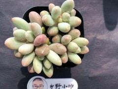 “分享超萌多肉，皮實(shí)好養(yǎng)，超高的顏值”